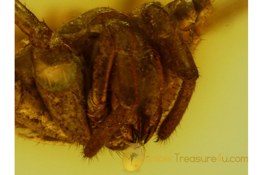 PHALANGIDA HARVESTMEN OPILIONE in BALTIC AMBER 539 PHALANGIDA HARVESTMEN OPILIONE in BALTIC AMBER 539