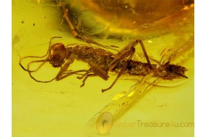 PHASMATODEA GIANT 13mm WALKING STICK in BALTIC AMBER 70