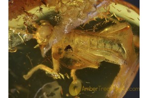 PHASMATODEA WALKING STICK in BALTIC AMBER 454