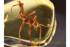 PHASMATODEA WALKING STICK in BALTIC AMBER 820