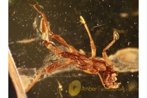 PHASMATODEA Walking Stick EXUVIAE  in BALTIC AMBER 853