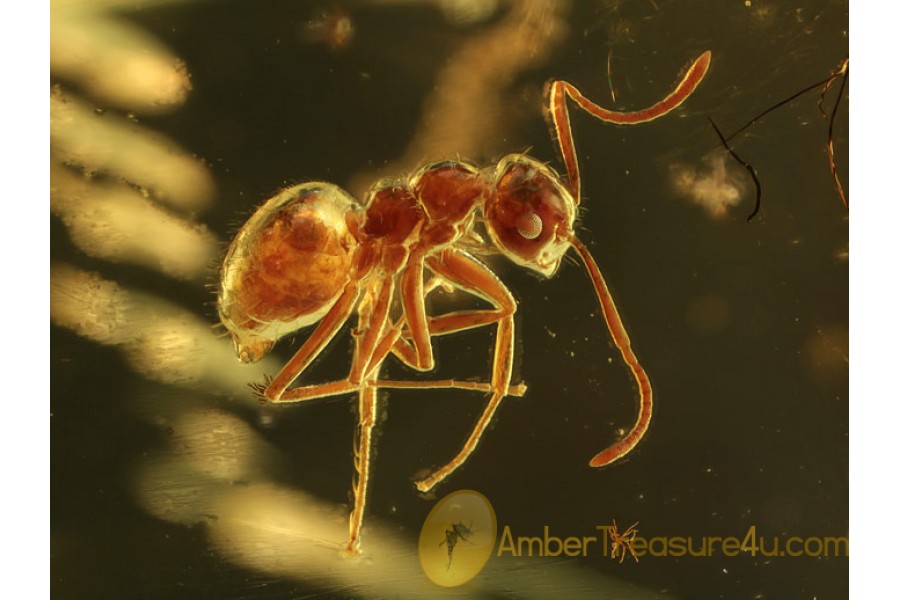 PHORESY  Mite on ANT & LIVERWORT BALTIC AMBER 361