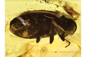 PHORESY  Mites on ANOBIID BEETLE in BALTIC AMBER 385