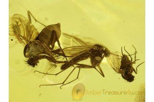 PHORIDAE 2 Great SCUTTLE FLIES in BALTIC AMBER 119