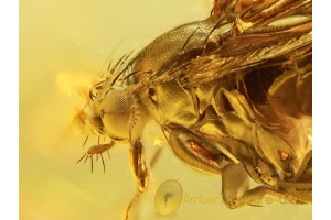 PHORIDAE Large Great SCUTTLE FLY in BALTIC AMBER 773