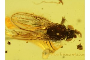 PHORIDAE Nice SCUTTLE FLY in BALTIC AMBER 266