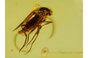 PHORIDAE SCUTTLE FLY in Genuine BALTIC AMBER 96