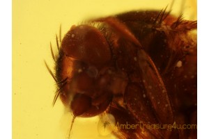 PHORIDAE Superb SCUTTLE FLY in BALTIC AMBER 372