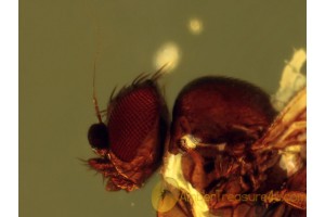 PHORIDAE Superb SCUTTLE FLY in BALTIC AMBER 488