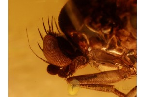 PHORIDAE Superb SCUTTLE FLY in BALTIC AMBER 871