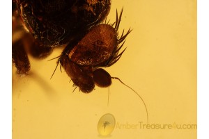 PHORIDAE Superb SCUTTLE FLY in BALTIC AMBER 949