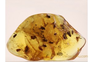 PHORIDAE Swarm of 20 SCUTTLE FLIES in BALTIC AMBER 595