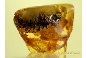 PINE CONE 17mm PINACEAE in BALTIC AMBER 246
