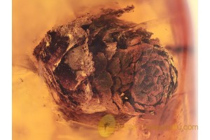 PINE CONE PINACEAE in BALTIC AMBER 1164