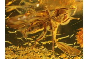 PIPUNCULIDAE Big-Headed FLY in BALTIC AMBER 228