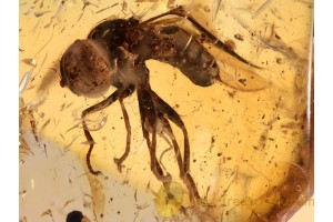 PIPUNCULIDAE Big-Headed FLY in BALTIC AMBER 866