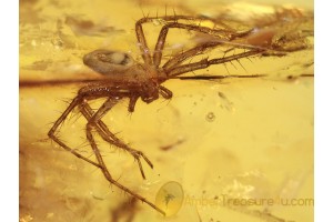 PISAURIDAE Nursery Web Spider BALTIC AMBER 1049