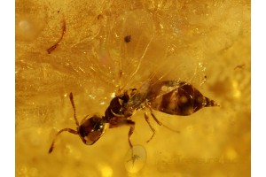 PLATYGASTRIDAE WASP Inclusion in BALTIC AMBER 141