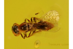 PLATYGASTRIDAE WASP Inclusion in BALTIC AMBER 314