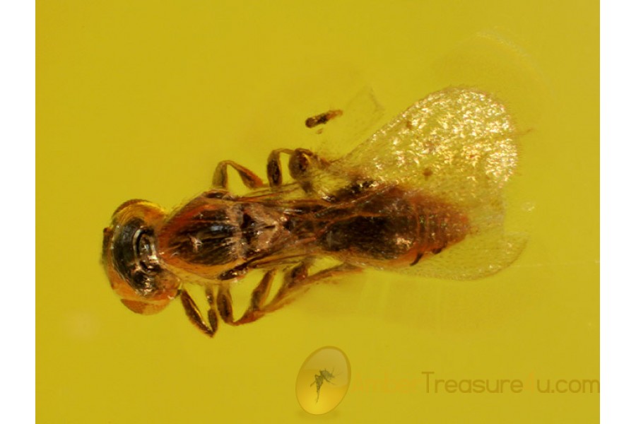 PLATYGASTRIDAE WASP Inclusion in BALTIC AMBER 314