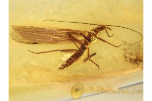 PLECOPTERA Great Looking STONEFLY in BALTIC AMBER 980