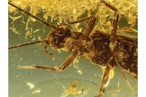 PLECOPTERA Large STONEFLY in BALTIC AMBER 713