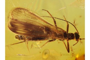 PLECOPTERA Superb Looking STONEFLY in BALTIC AMBER 647