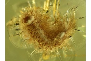 POLYXENID Superb SOFT MILLIPEDE in BALTIC AMBER 553