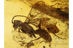 POMPILIDAE Giant SPIDER WASP in BALTIC AMBER 695