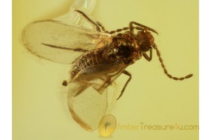 Coccoidea Great Tiny PUTOIDAE  in BALTIC AMBER 370