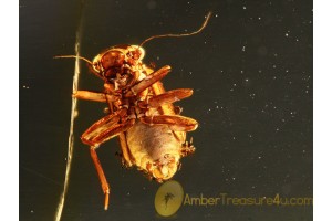 PSOCOPTERA Great Booklice in BALTIC AMBER 772