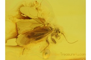 PSOCOPTERA Superb ARCHIPSOCIDAE in BALTIC AMBER 98