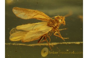 PSOCOPTERA Superb Psocidae in BALTIC AMBER 341