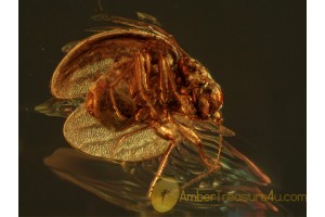 PSOCOPTERA Superb Sphaeropsocidae in BALTIC AMBER 396