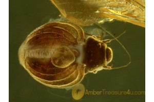 PSOCOPTERA Superb Sphaeropsocidae in BALTIC AMBER 487
