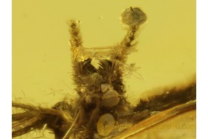 PSYCHODIDAE MOTH FLY in BALTIC AMBER 286