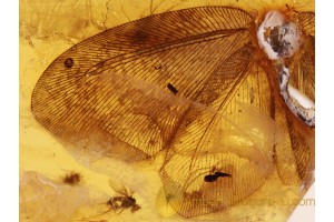 PSYCHOPSIDAE SILKY LACEWING in BALTIC AMBER 581