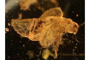 PSYLLOID Larva APHALARIDAE in BALTIC AMBER 814