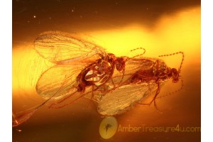 Pair of MOTH FLIES Psychodidae in BALTIC AMBER 865