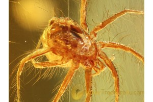 Parasitidae Nice MITE Inclusion in BALTIC AMBER 798