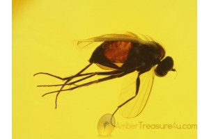Perfect Preserved DOLICHOPODID FLY in BALTIC AMBER 147