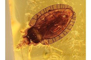 Perfect LACE BUG TINGIDAE Inclusion in BALTIC AMBER 801
