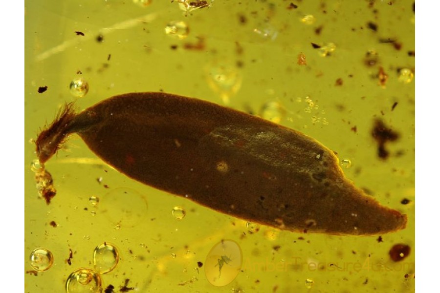 Perfect Looking Bited Long LEAF in BALTIC AMBER