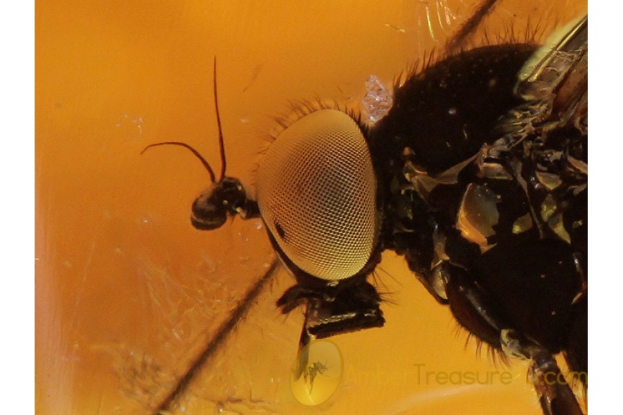 Perfect Looking RHAGIONID FLY in BALTIC AMBER 373