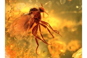 Perfect Looking EMPIDIDAE DAGGER FLY in BALTIC AMBER 783