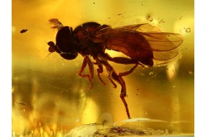 Perfect SYRPHIDAE HOVERFLY  in BALTIC AMBER 481