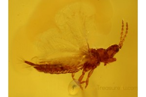 Phlaeothripidae THYSANOPTERA Superb THRIP in BALTIC AMBER 486