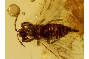 Phlaeothripidae THYSANOPTERA Perfect THRIP in BALTIC AMBER 564