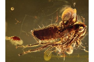 Phoretic SPIDER on Cicada + in BALTIC AMBER 1078