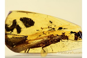 Plecoptera Giant 21mm STONEFLY in BALTIC AMBER 392
